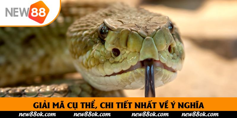 Giải mã cụ thể, chi tiết nhất về ý nghĩa khi chiêm bao thấy rắn