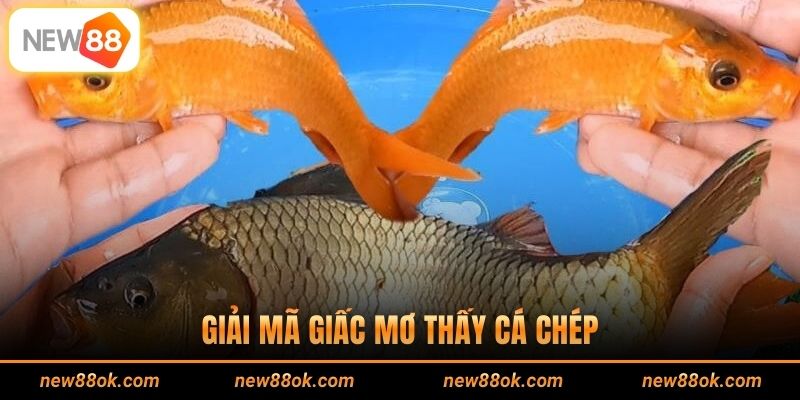 Giải Mã Giấc Mơ Thấy Cá Chép Mang Lại Điềm Báo Tốt Hay Xấu?