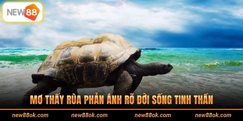 Mơ thấy rùa phản ánh rõ đời sống tinh thần